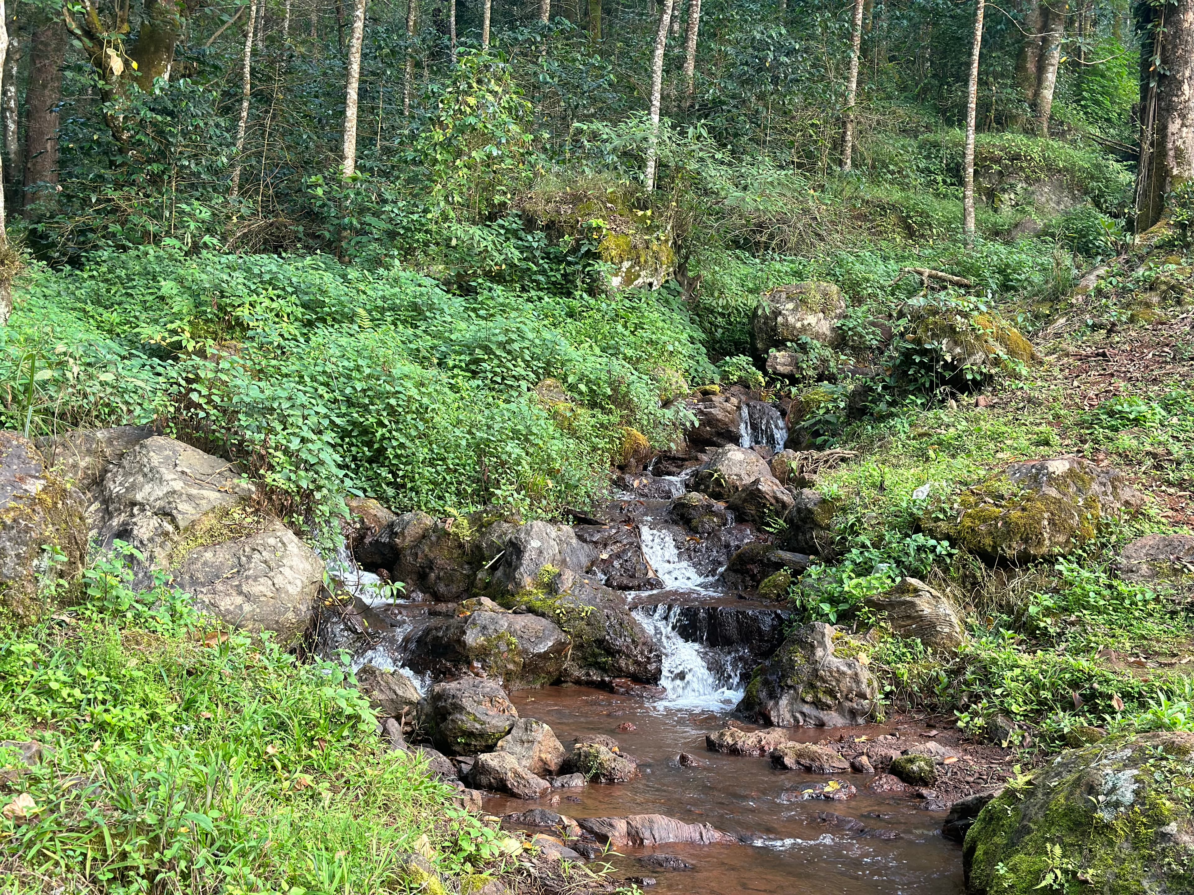 shakthi homestay chikmagalur