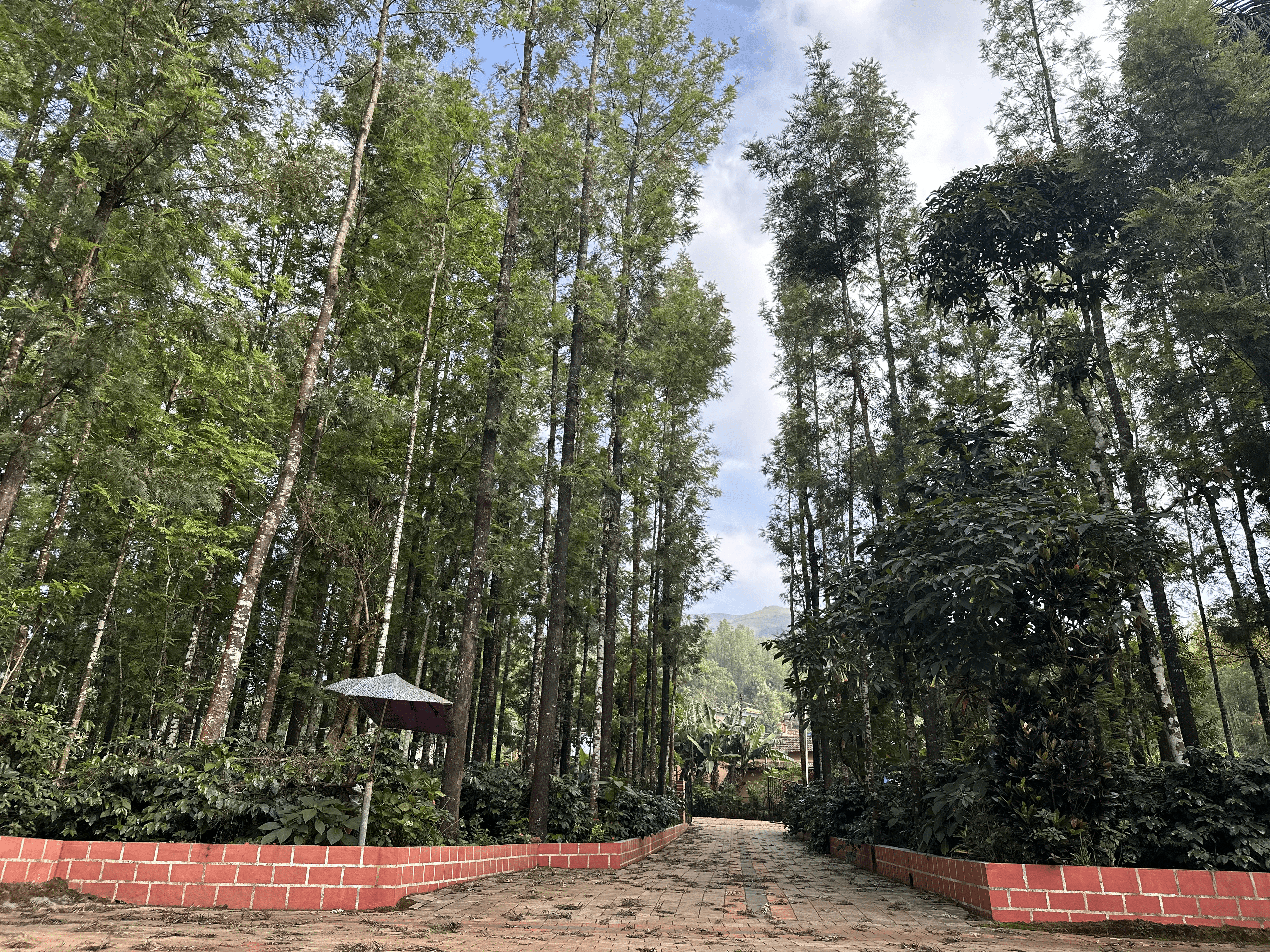 shakthi homestay chikmagalur